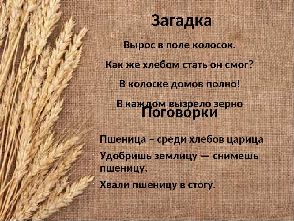 Учитесь скромности у колоса тот как созреет голову склонит схема