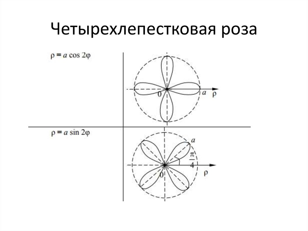 Полярная кривая. Четырехлепестковая роза в Полярных координатах. График трехлепестковой розы. Трехлепестковая роза Гранди график. Трехлепестковая роза в полярной системе координат.