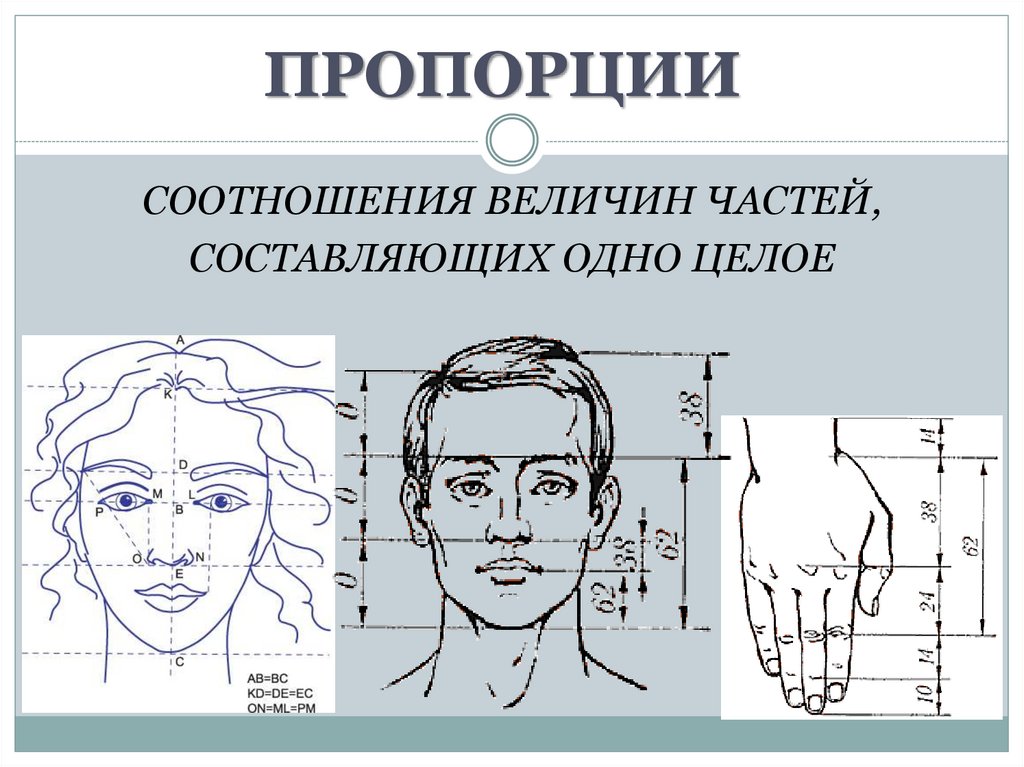 Части пропорции. Пропорции в изобразительном искусстве. Основные пропорции головы человека. Изо пропорция головы человека. Конструирование головы человека и ее пропорции.