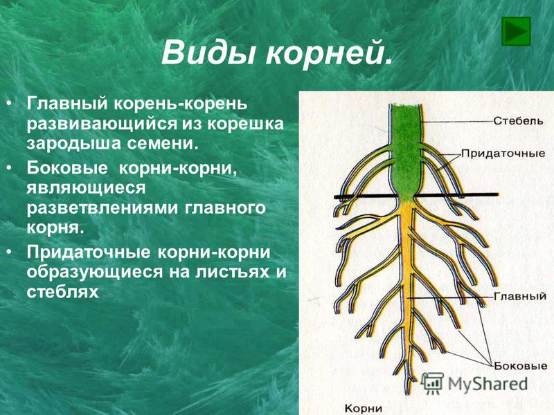 Корень развивающийся из корешка зародыша называют. Главный придаточный и боковой корни. Боковые и придаточные корни.